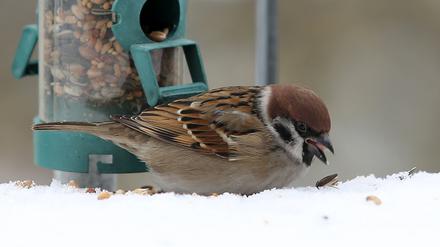 Der Haussperling, auch Spatz genannt, ist laut NABU-Zählungen der häufigste Vogel in Potsdam und deutschlandweit. 