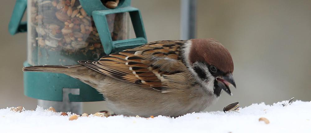 Der Haussperling, auch Spatz genannt, ist laut NABU-Zählungen der häufigste Vogel in Potsdam und deutschlandweit. 