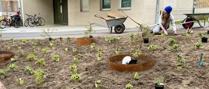 Eine Pflanzaktion der Initiative GreenKiez mit Anwohnenden in der unteren Liebigstraße.