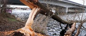 Nahe der Humboldtbrücke haben Biber einen einen Baum gefällt.