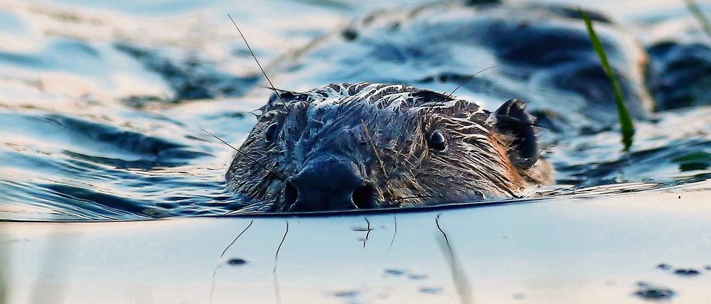 ARCHIV - Ein Biber ist am 20.04.2016 in einem überfluteten Naturschutzgebiet bei Bechingen (Baden-Württemberg) unterwegs. (zu dpa: «Biber in Baden-Württemberg" vom 27.05.2017) Foto: Thomas Warnack/dpa +++(c) dpa - Bildfunk+++ | Verwendung weltweit