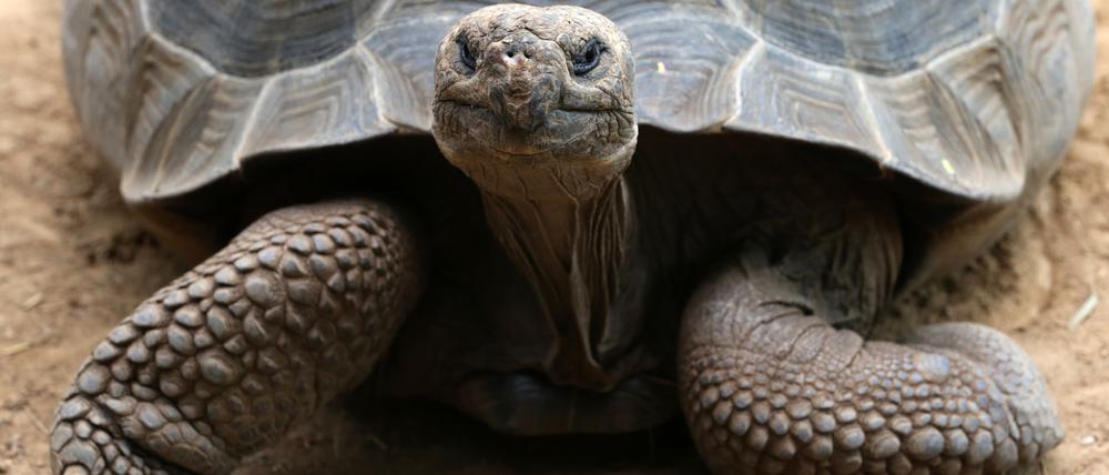 Intelligent oder nicht? Lernfähig sind Galapagos-Riesenschildkröten jedenfalls. Ob sie zu mehr fähig sind, ist aber schwierig zu erforschen.