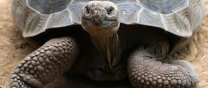 Intelligent oder nicht? Lernfähig sind Galapagos-Riesenschildkröten jedenfalls. Ob sie zu mehr fähig sind, ist aber schwierig zu erforschen. 