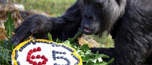Himbeeren zum Geburtstag. Fatou ist mit 65 Jahren der älteste Gorilla der Welt.