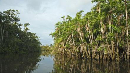 Der Igapo-Wald ist ein Teil des Amazonas-Regenwaldes zwischen Peru und Ekuador. 
