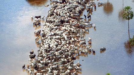 Der bolivianische Amazonas nach einem „El Niño“ 2007. 