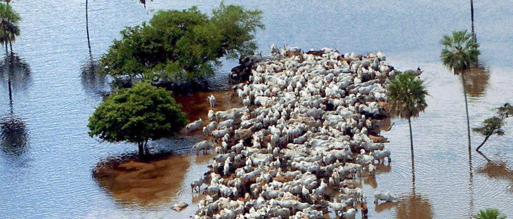 Der bolivianische Amazonas nach einem „El Niño“ 2007.