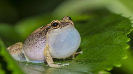 Klein, aber laut: Der Johnstones Pfeiffrosch. 