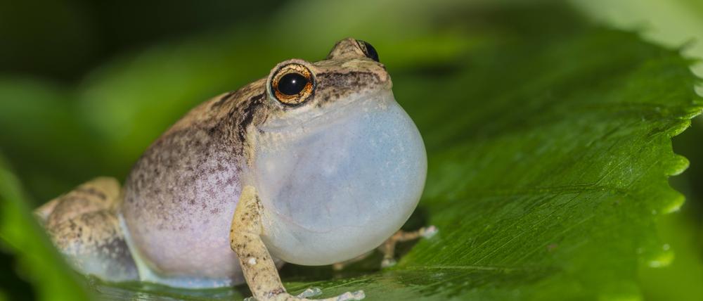 Klein, aber laut: Der Johnstones Pfeiffrosch. 