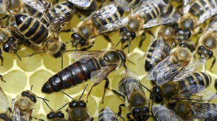 Faulbrut kann ganze ganze Bienenvölker ausrotten, da kann die Bienenkönigin (Mitte) noch so viele Eier in die Waben legen. 
