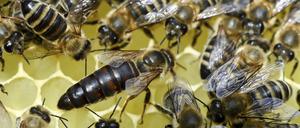 Faulbrut kann ganze ganze Bienenvölker ausrotten, da kann die Bienenkönigin (Mitte) noch so viele Eier in die Waben legen. 