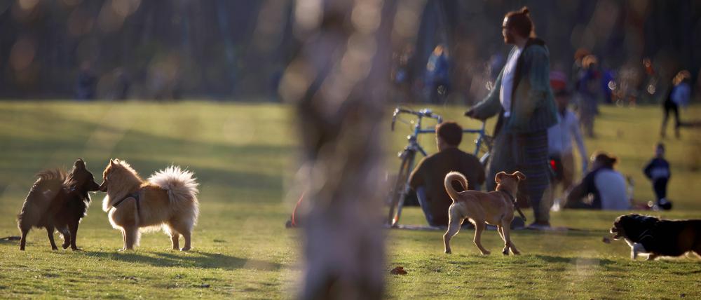 Unangeleinte Hunde in einem Berliner Park.