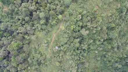 Auch wenn nicht alle Bäume gefällt werden, degradieren Holzfäller den verbleibenden Wald auf lange Zeit.