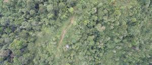 Auch wenn nicht alle Bäume gefällt werden, degradieren Holzfäller den verbleibenden Wald auf lange Zeit.