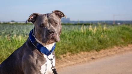Ein „American Bully“ kann lieb gucken – aber können das nicht alle Hunde?