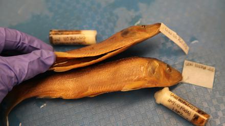 Konservierte Fischproben, die auf Parasiten untersucht wurden. Die Studie umfasste acht Fischarten und 699 Fischproben, bei denen mehr als 17.000 Parasiten gefunden wurden.