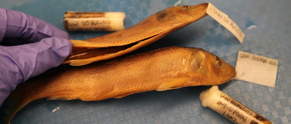 Konservierte Fischproben, die auf Parasiten untersucht wurden. Die Studie umfasste acht Fischarten und 699 Fischproben, bei denen mehr als 17.000 Parasiten gefunden wurden.