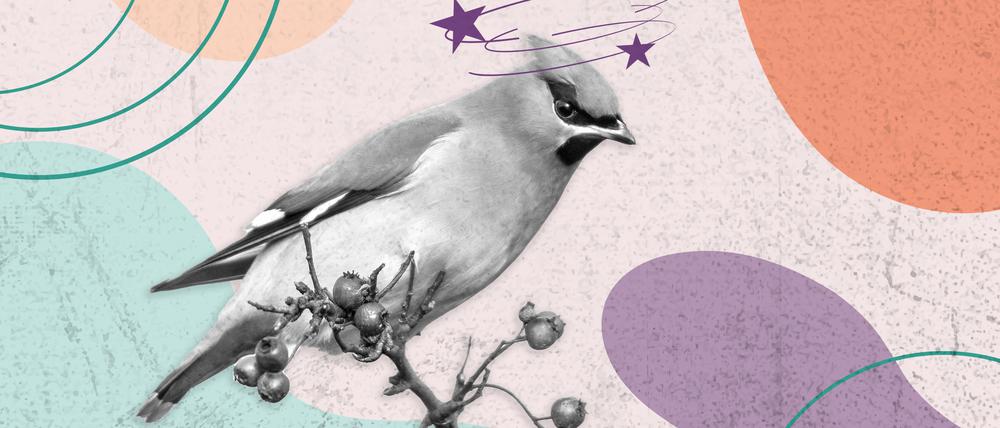 Neu in Berlin - betrunkene Vögel