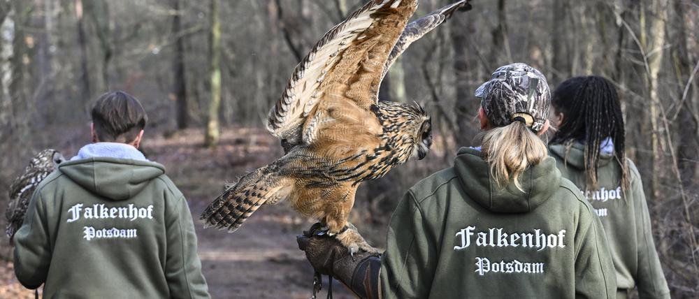 Die Tierpflegerin Nancy Pede vom Falkenhof Potsdam geht mit dem Europäischen Uhu Melody zum Waldspaziergang.