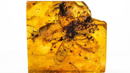 Fossile Blüte von Symplocos kowalewskii (Symplocaceae) aus baltischem Bernstein.