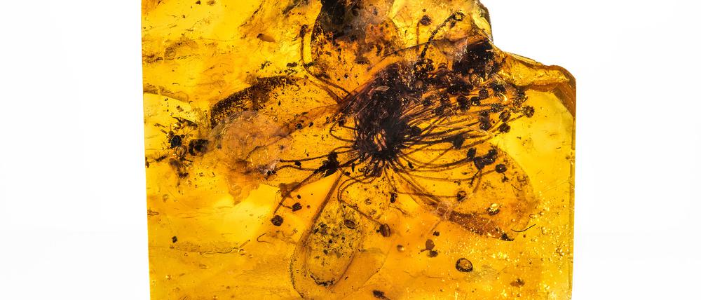 Fossile Blüte von Symplocos kowalewskii (Symplocaceae) aus baltischem Bernstein.