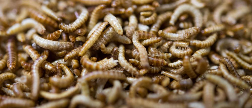 Apetitlichkeit ist Ansichtssache, getrocknete Larven des Getreideschimmelkäfers Alphitobius diaperinus sind aber zweifellos nahrhaft, für Mensch und Tier.