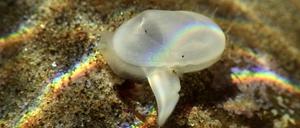 Vor der Küste Kaliforniens ist diese kleine, weiße Muschel wieder aufgetaucht.