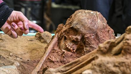 Das Skelett einer bestatteten Person vom Weinberg bei Groß Fredenwalde wird bei einem Pressetermin in der Hochschule für Technik und Wirtschaft am Campus Wilhelminenhof vorgestellt. Mittlerweile konnten 12 Individuen aus dem Mesolithikum in der Uckermark geborgen werden, einem der wichtigsten archäologischen Fundplätze Deutschlands.