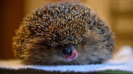 dpatopbilder - 12.01.2023, Sachsen-Anhalt, Güsten: Ein etwa ein Kilo schwerer Igel hockt in der Igelstation Güsten auf einem Tisch und leckt sich die Schnauze. Eigentlich sollte das Wildtier derzeit Winterschlaf halten und seine Fettreserven abbauen. Wegen der milden Temperaturen erwachen viele Igel in diesem Jahr vorzeitig. Normalerweise gehen die Tiere Anfang Dezember in den Ruhemodus und schlafen dann bis April durch. Foto: Klaus-Dietmar Gabbert/dpa +++ dpa-Bildfunk +++