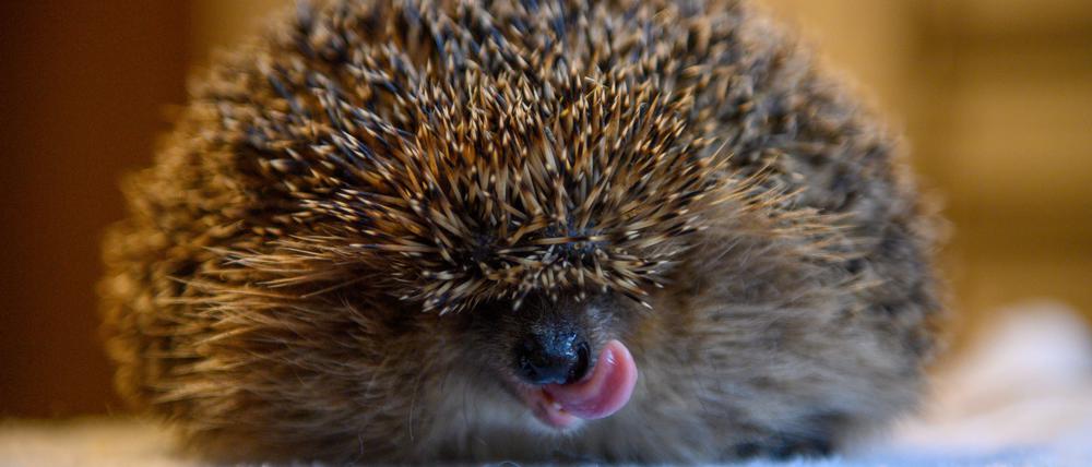 dpatopbilder - 12.01.2023, Sachsen-Anhalt, Güsten: Ein etwa ein Kilo schwerer Igel hockt in der Igelstation Güsten auf einem Tisch und leckt sich die Schnauze. Eigentlich sollte das Wildtier derzeit Winterschlaf halten und seine Fettreserven abbauen. Wegen der milden Temperaturen erwachen viele Igel in diesem Jahr vorzeitig. Normalerweise gehen die Tiere Anfang Dezember in den Ruhemodus und schlafen dann bis April durch. Foto: Klaus-Dietmar Gabbert/dpa +++ dpa-Bildfunk +++