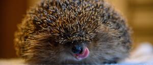 dpatopbilder - 12.01.2023, Sachsen-Anhalt, Güsten: Ein etwa ein Kilo schwerer Igel hockt in der Igelstation Güsten auf einem Tisch und leckt sich die Schnauze. Eigentlich sollte das Wildtier derzeit Winterschlaf halten und seine Fettreserven abbauen. Wegen der milden Temperaturen erwachen viele Igel in diesem Jahr vorzeitig. Normalerweise gehen die Tiere Anfang Dezember in den Ruhemodus und schlafen dann bis April durch. Foto: Klaus-Dietmar Gabbert/dpa +++ dpa-Bildfunk +++