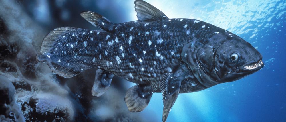 Meer, Rezenter Quastenflosser, Latimeria chalumnae Unter Wasser, Tier, Fisch, lebendes Fossil, Hohlstachler, Urtier, Knochenfisch, Crossopterygier, Crossopterygii, Unterwasserwelt