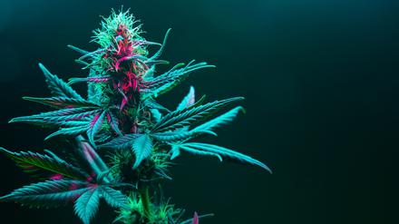 Cannabispflanze in voller Blüte.