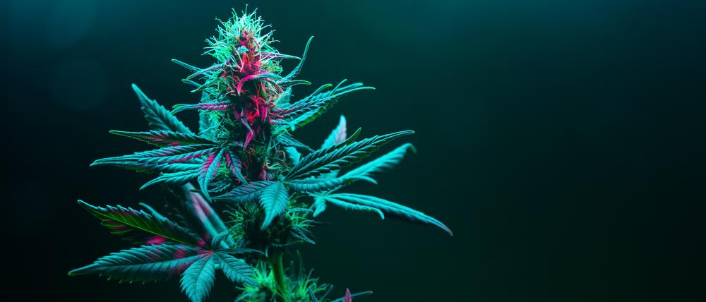 Cannabispflanze in voller Blüte.