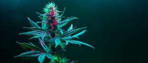 Cannabispflanze in voller Blüte.