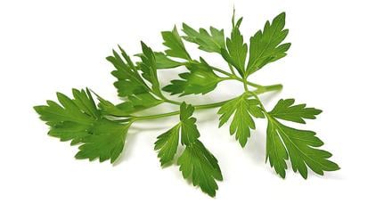 Die Blätter der Petersilie enthalten viele Vitamine, ihre Blüten sollten aber nicht verzehrt werden.