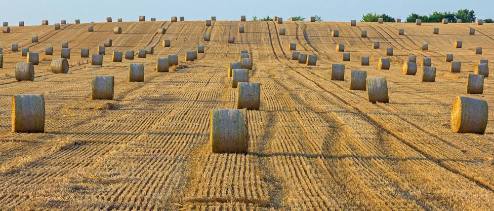 Bioethanol wird aus Getreide wie Mais oder Roggen hergestellt.