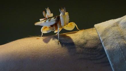 Diese Orchideenmantis sind Mutter und Kind und dürfen sich nur fürs Foto so nah sein – im Sinne des Kindeswohls.
