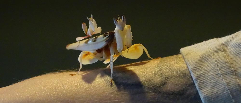 Diese Orchideenmantis sind Mutter und Kind und dürfen sich nur fürs Foto so nah sein – im Sinne des Kindeswohls.