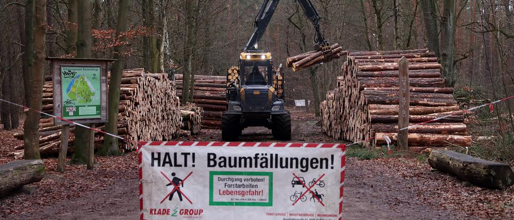 Baumfällarbeiten am Springbruch sorgen für Anwohnerbeschwerden.