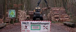 Baumfällarbeiten am Springbruch sorgen für Anwohnerbeschwerden. 
