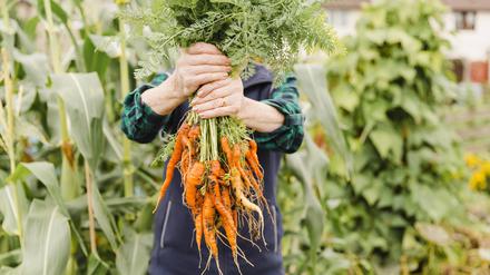 Unrecognizable senior woman holding bunch of harvested carrots model released Symbolfoto PUBLICATIONxINxGERxSUIxAUTxHUNxONLY NMSF00251