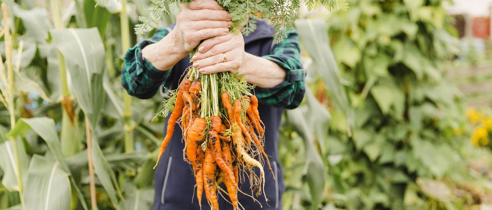 Unrecognizable senior woman holding bunch of harvested carrots model released Symbolfoto PUBLICATIONxINxGERxSUIxAUTxHUNxONLY NMSF00251