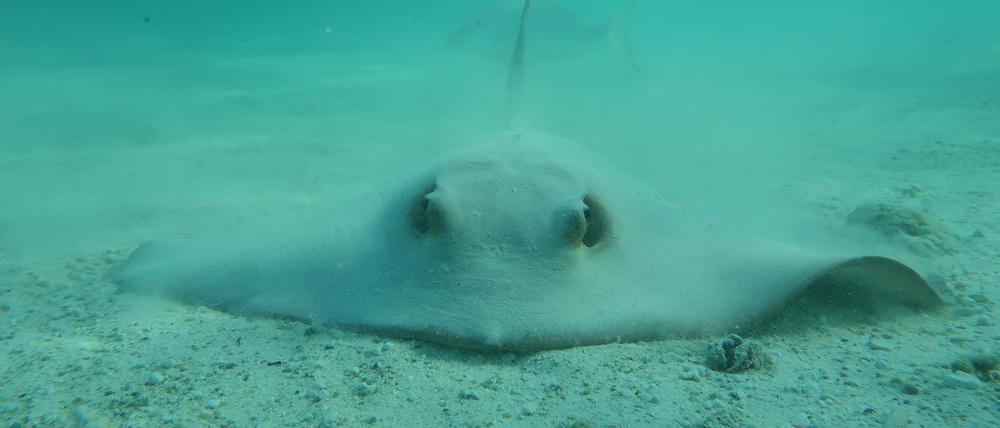 Federschwanz-Stechrochen (Pastinachus sephen) sind sehr tolerant gegenüber der Salinität des Wassers und können Flüsse weit hinaufwandern.