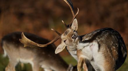 Ein Damhirsch putzt sich im Bradgate Park in Leicester.