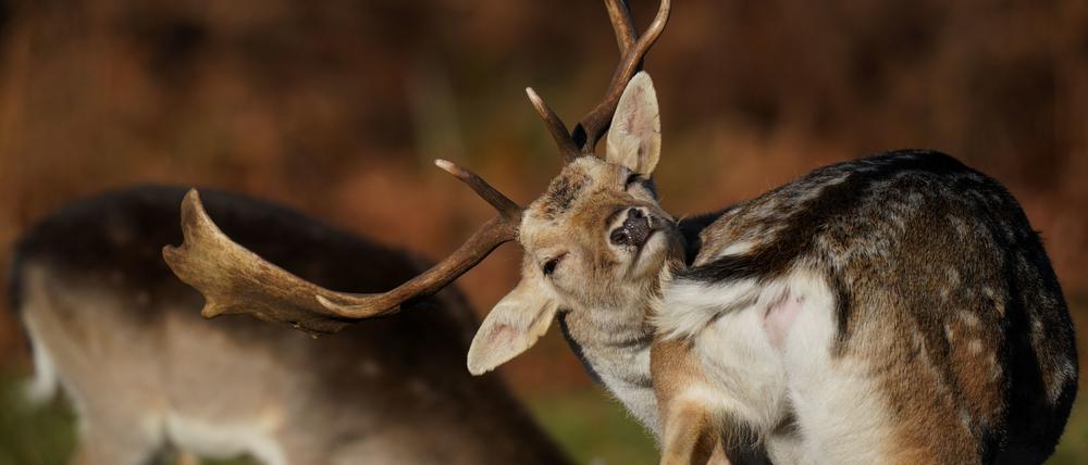 Ein Damhirsch putzt sich im Bradgate Park in Leicester.