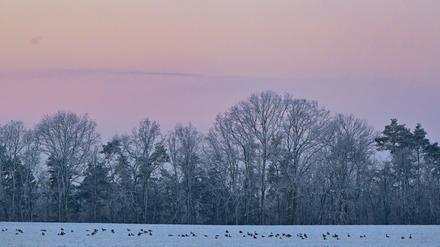Kraniche am Himmel und Wildgänse auf einem verschneiten Feld sind zum Sonnenaufgang am frühen Morgen im Landkreis Märkisch-Oderland in Ostbrandenburg zu sehen. 