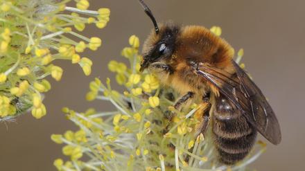 Das Weibchen der Frühlings-Seidenbiene (Colletes cunicularius) im Blütenstand einer Weide. 