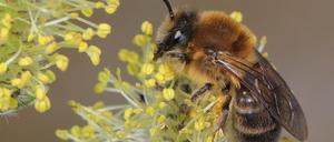 Das Weibchen der Frühlings-Seidenbiene (Colletes cunicularius) im Blütenstand einer Weide. 