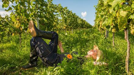 Hanneke Schönhals im Weinberg.